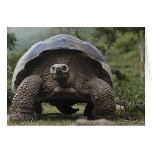 Galapagos Giant Tortoises Geochelone