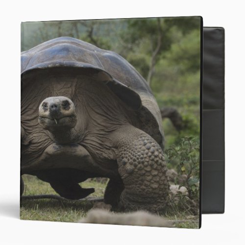 Galapagos Giant Tortoises Geochelone Binder