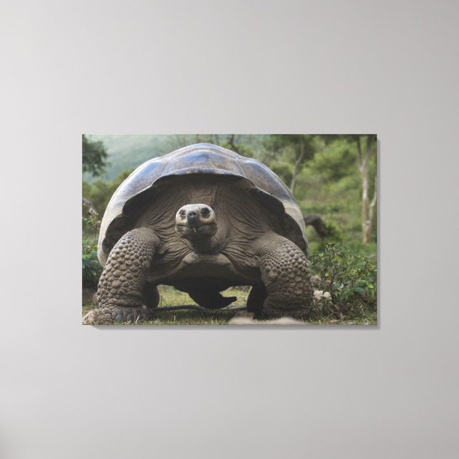 Galapagos Giant Tortoises Geochelone Canvas Print (Front)