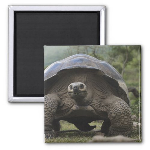 Galapagos Giant Tortoises Geochelone Magnet