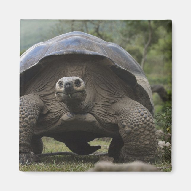 Galapagos Giant Tortoises Geochelone Magnet (Front)