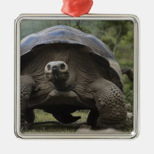 Galapagos Giant Tortoises Geochelone Metal Ornament