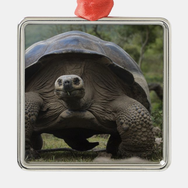 Galapagos Giant Tortoises Geochelone Metal Ornament (Front)