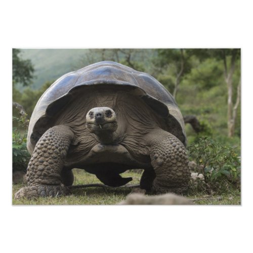 Galapagos Giant Tortoises Geochelone Photo Print