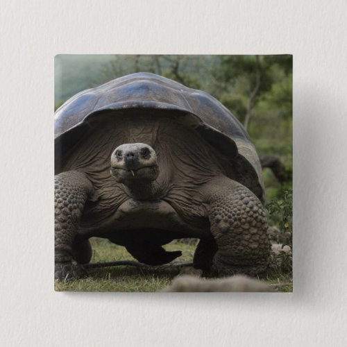 Galapagos Giant Tortoises Geochelone Pinback Button