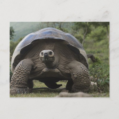 Galapagos Giant Tortoises Geochelone Postcard