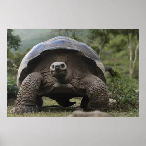 Galapagos Giant Tortoises Geochelone Poster