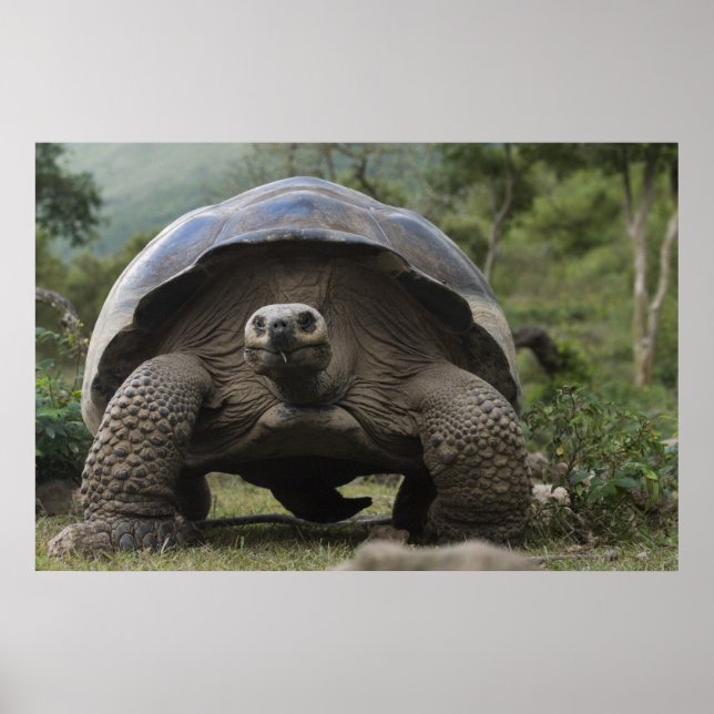 Galapagos Giant Tortoises Geochelone Poster (Front)