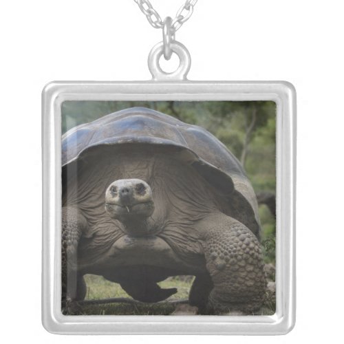 Galapagos Giant Tortoises Geochelone Silver Plated Necklace