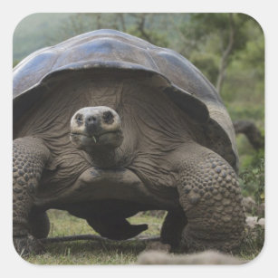 Galapagos Giant Tortoises Geochelone Square Sticker