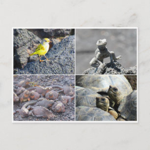 galapagos greys postcard