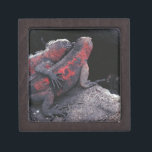 Galapagos iguana jewelry box<br><div class="desc">Animals->Other</div>