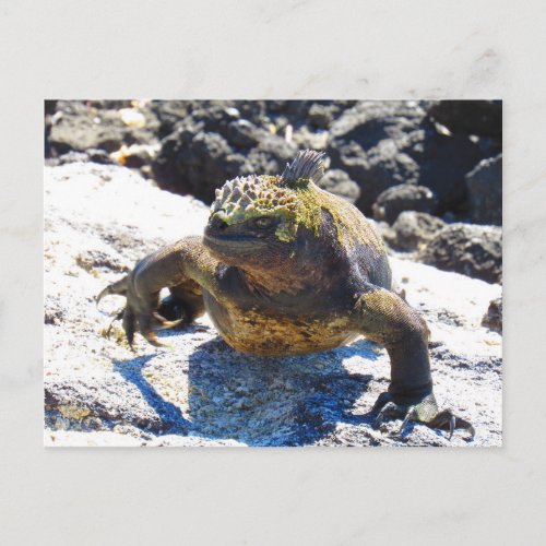 galapagos iguana smile postcard