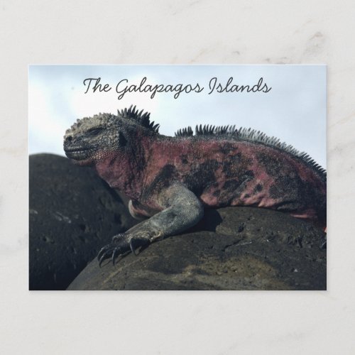 Galapagos Islands Black Iguana Postcard