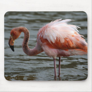 Galapagos Islands Flamingo Mouse Pad