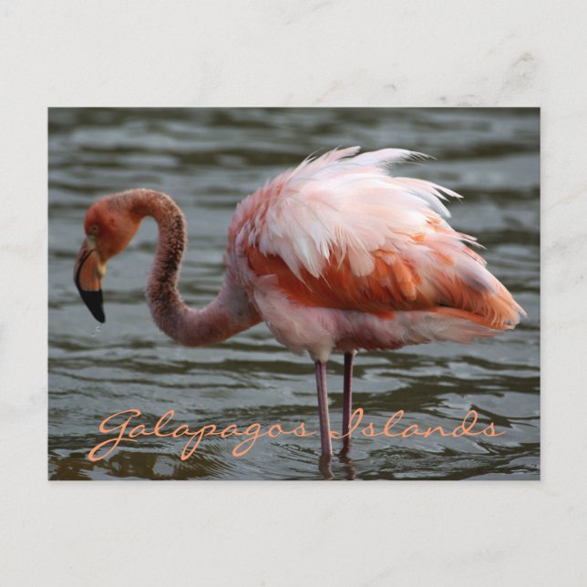 Galapagos Islands Flamingo Postcard (Front)