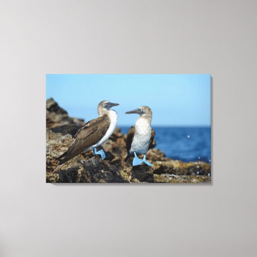 Galapagos Islands Isabela Island Canvas Print