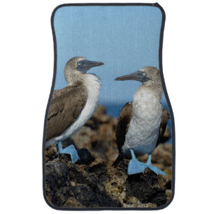 Galapagos Islands, Isabela Island Car Floor Mat