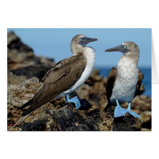 Galapagos Islands, Isabela Island Cards (Front Horizontal)