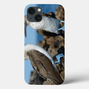 Galapagos Islands, Isabela Island iPhone 13 Case