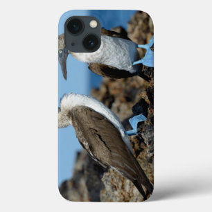 Galapagos Islands, Isabela Island iPhone 13 Case