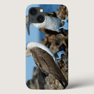 Galapagos Islands, Isabela Island iPhone 13 Case