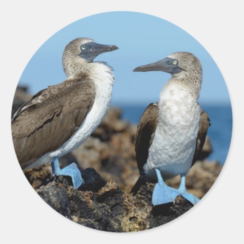 Galapagos Islands Isabela Island Classic Round Sticker