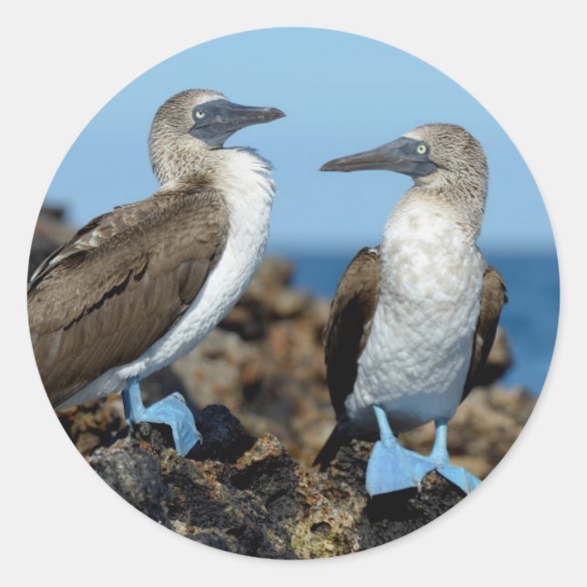 Galapagos Islands, Isabela Island Classic Round Sticker (Front)