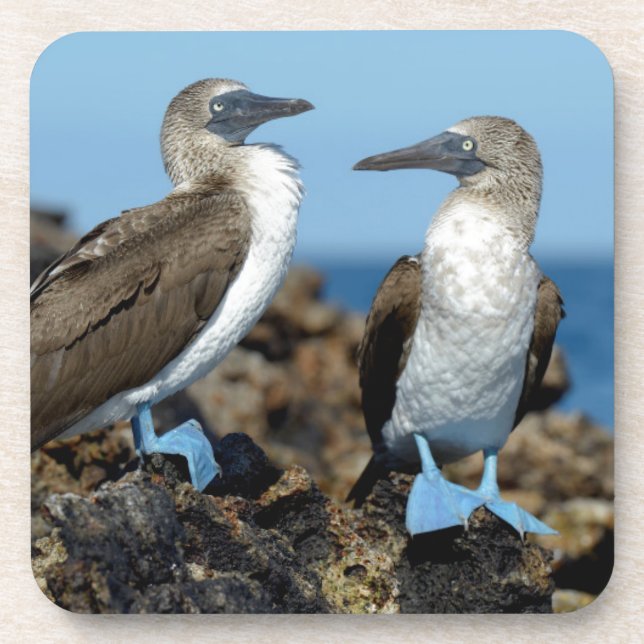 Galapagos Islands, Isabela Island Drink Coaster (Front)