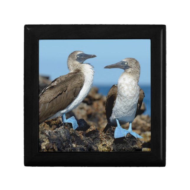 Galapagos Islands, Isabela Island Gift Box (Front)