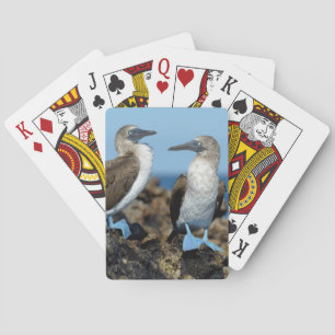 Galapagos Islands, Isabela Island Poker Cards