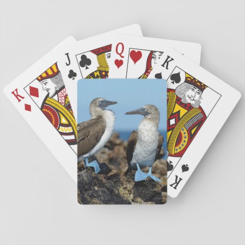 Galapagos Islands Isabela Island Poker Cards