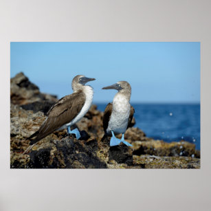 Galapagos Islands, Isabela Island Poster