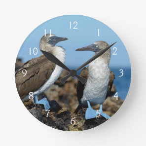 Galapagos Islands, Isabela Island Round Clock