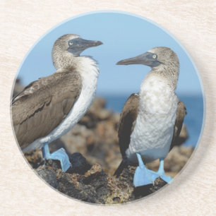 Galapagos Islands, Isabela Island Sandstone Coaster