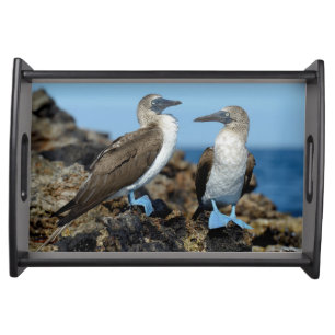Galapagos Islands, Isabela Island Serving Tray