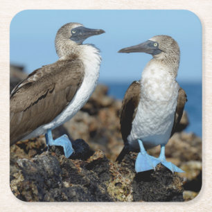 Galapagos Islands, Isabela Island Square Paper Coaster