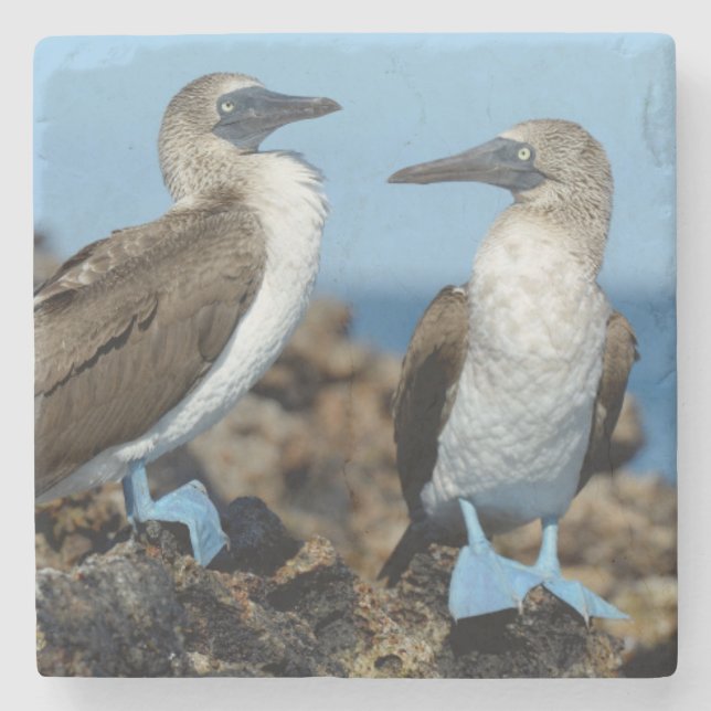 Galapagos Islands, Isabela Island Stone Coaster (Front)