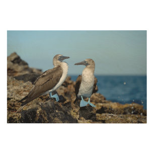 Galapagos Islands, Isabela Island Wood Wall Art