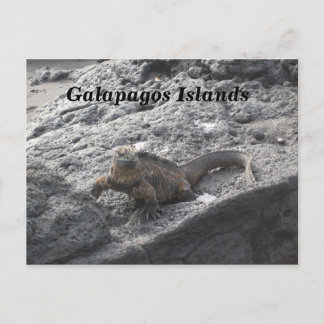 Galapagos Islands Postcard