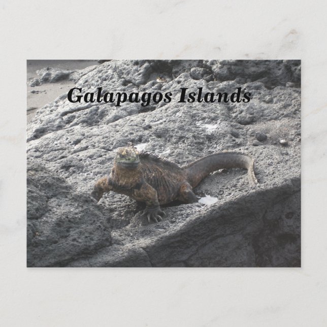Galapagos Islands Postcard (Front)