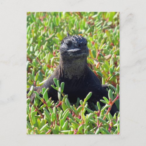 galapagos marine iguana green postcard