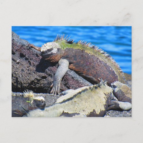 galapagos marine iguana  postcard