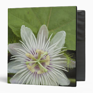 Galapagos Passion Flower Passiflora foetida 3 Ring Binder