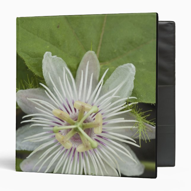 Galapagos Passion Flower Passiflora foetida 3 Ring Binder (Front/Inside)
