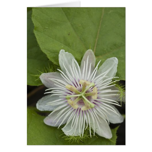 Galapagos Passion Flower Passiflora foetida Cards (Front)