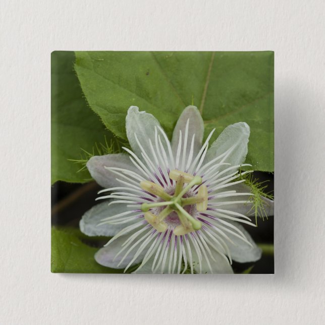 Galapagos Passion Flower Passiflora foetida Pinback Button (Front)