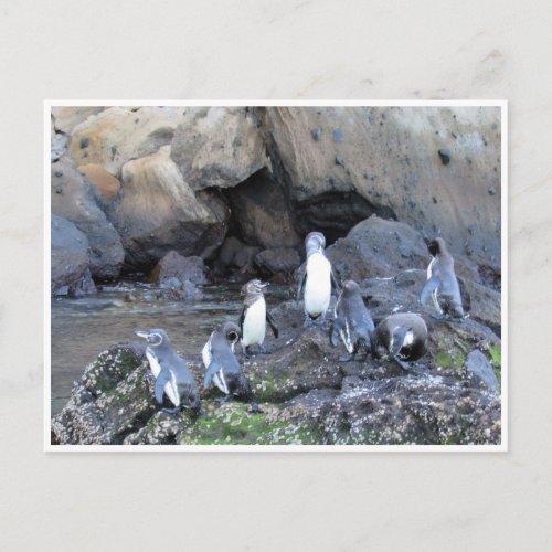 galapagos penguins postcard