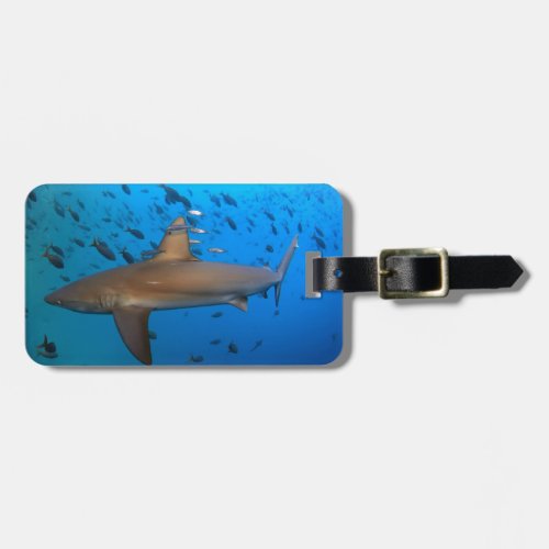 Galapagos reef shark luggage tag