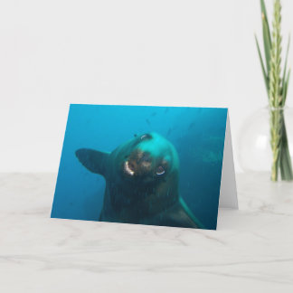 Galapagos Sea Lion Card